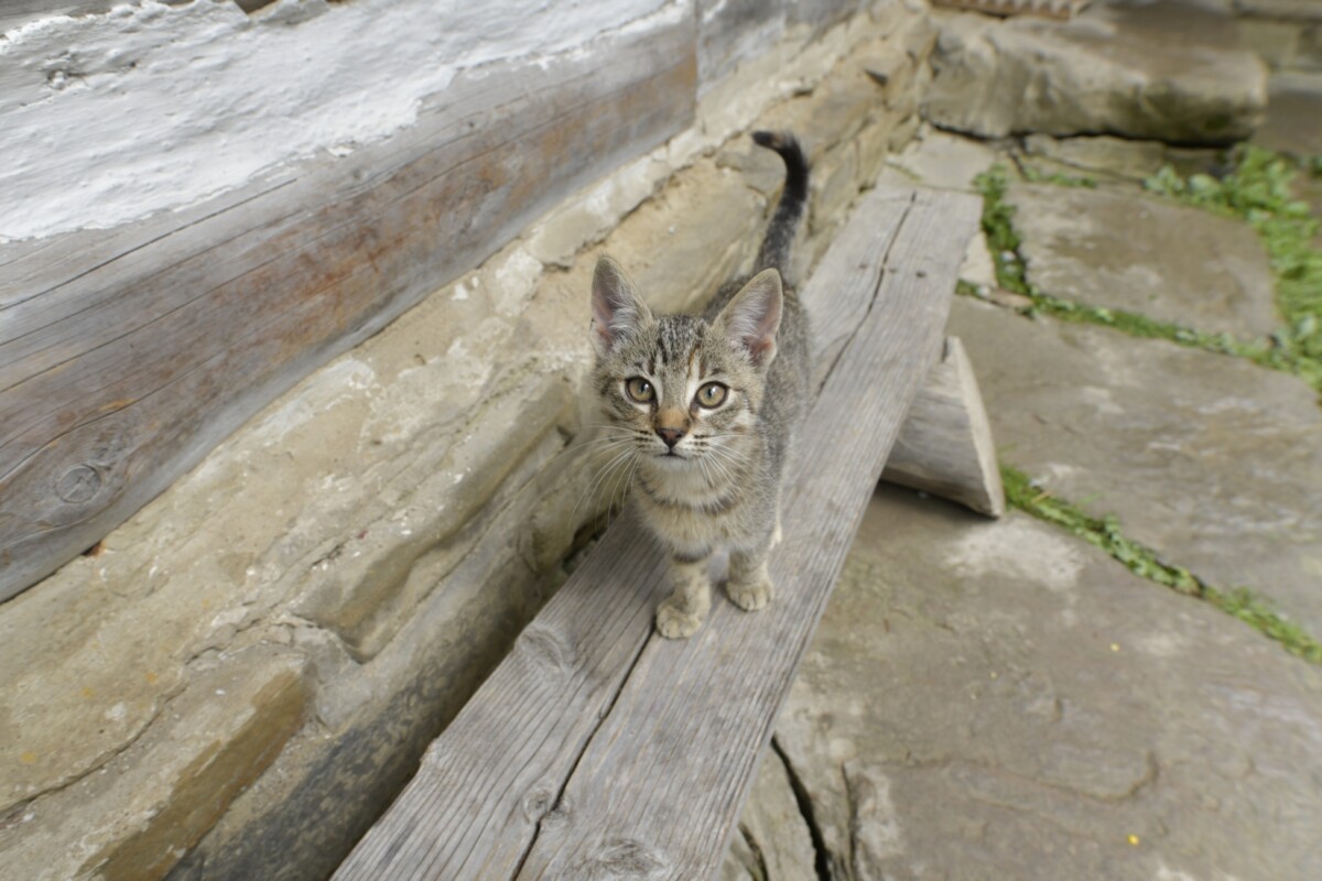 Nasz sympatyczny przyjaciel :)