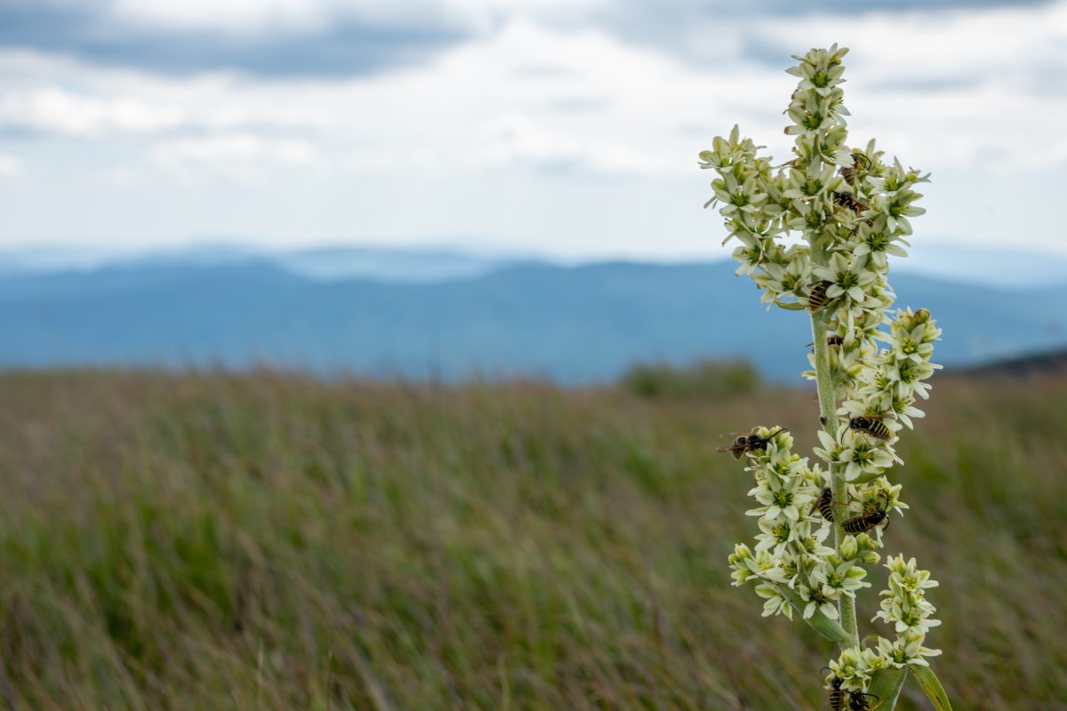 Bieszczady 18-22.07.2022 (17)