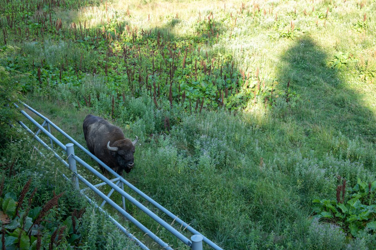 Bieszczady 18-22.07.2022 (21)